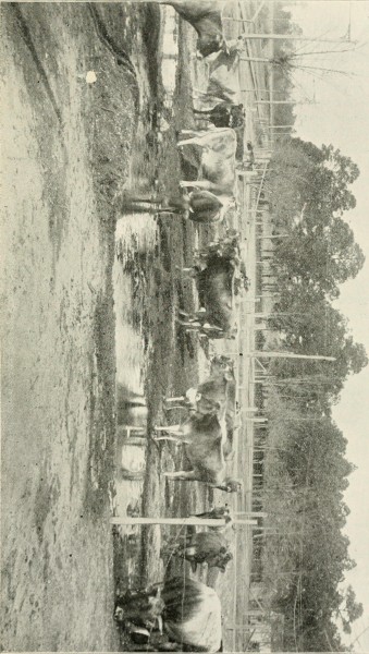 Image from page 266 of "Georgia, historical and industrial" (1901)