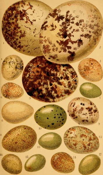 Image from page 20 of "British birds' eggs and nests : popularly described" (1870)