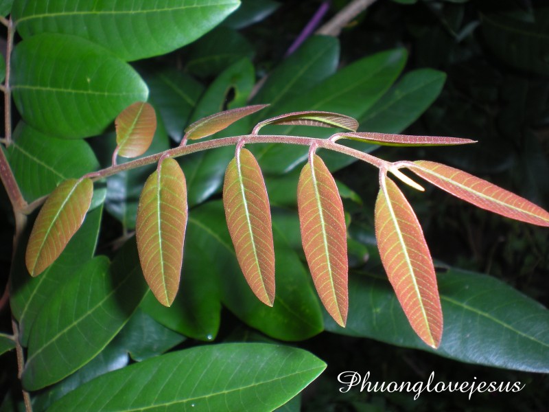 Young leaves of Dimocarpus longan, Longan, Dragon Eye ....Lá non của cây Nhãn ....