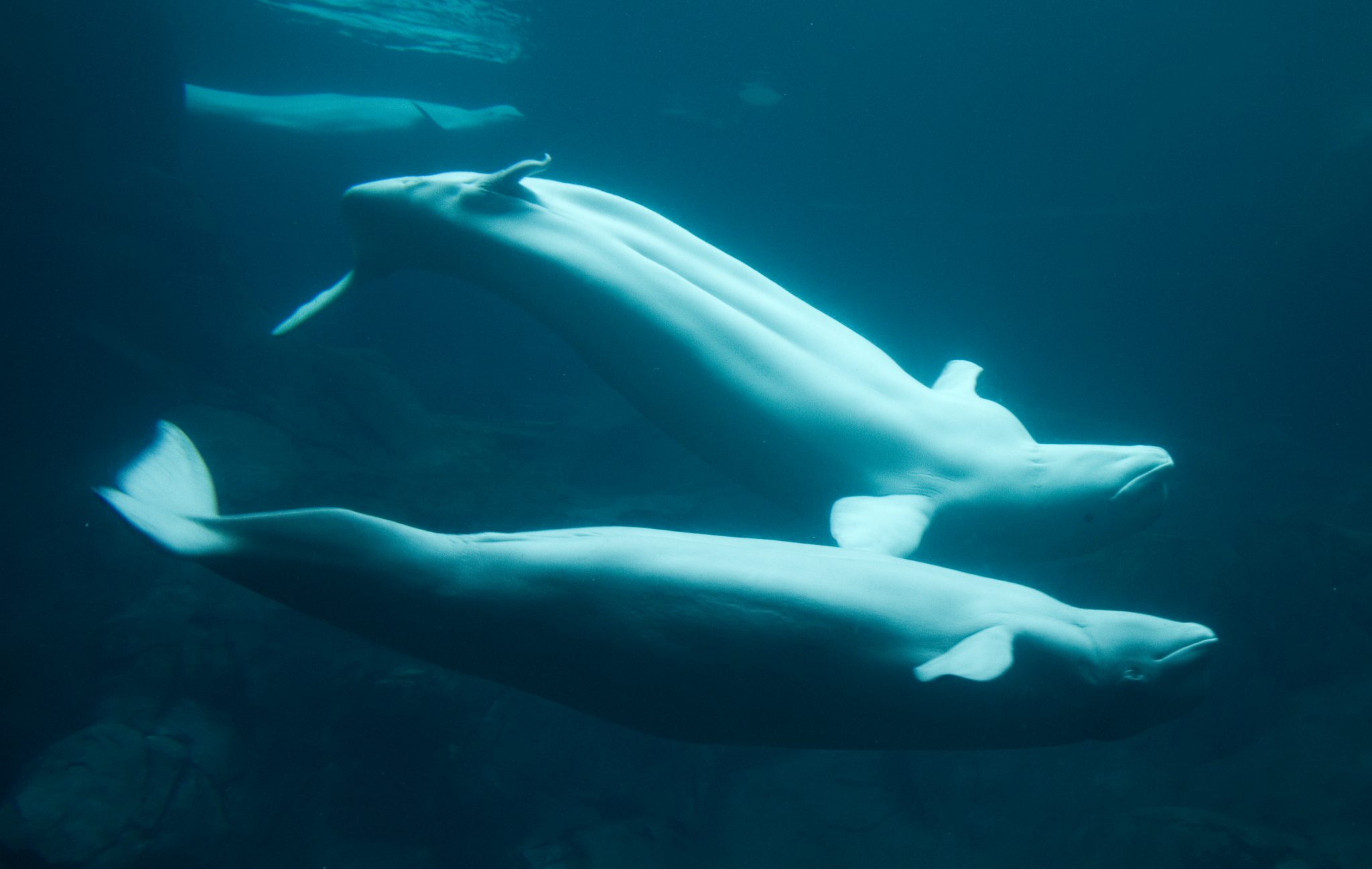 beluga or white whale, Delphinapterus leucas courtship
